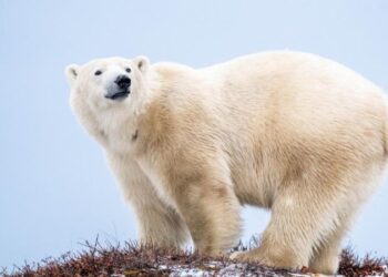 Act de curaj extrem: Un bărbat canadian înfruntă un urs polar pentru a-și proteja soția