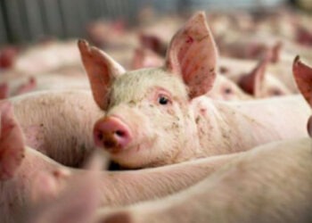 Cazuri de pestă porcină africană și rabie în Republica Moldova: ANSA lansează avertismentul