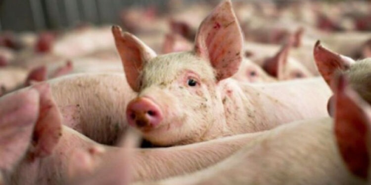 Cazuri de pestă porcină africană și rabie în Republica Moldova: ANSA lansează avertismentul