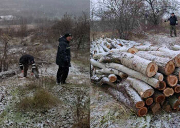 Furt de lemne în raionul Hîncești: 320 de arbori tăiați ilegal, prejudiciu estimat la 10.500 de lei