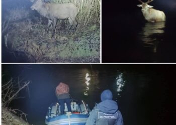 Polițiștii de frontieră din Moldova au salvat un cerb nobil rătăcit