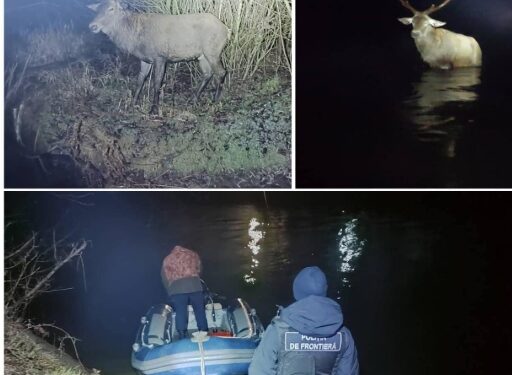 Polițiștii de frontieră din Moldova au salvat un cerb nobil rătăcit