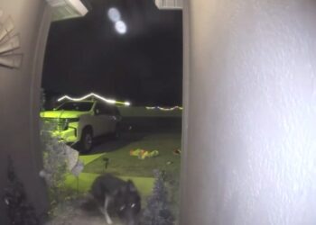 Пропавшая собака вернулась домой в канун Рождества и сама позвонила в дверь