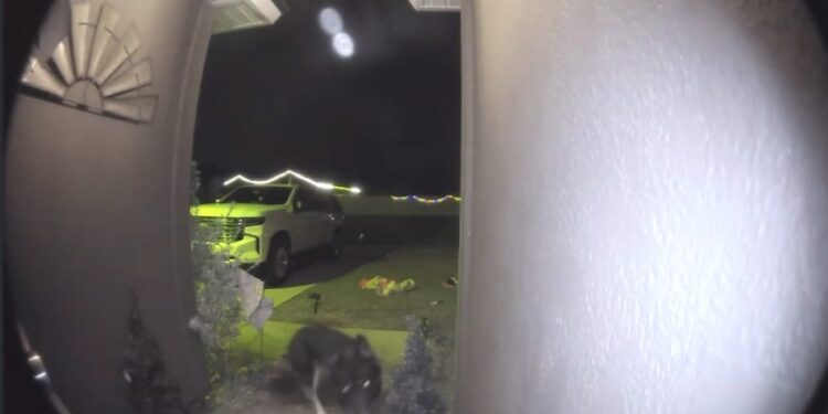 Пропавшая собака вернулась домой в канун Рождества и сама позвонила в дверь