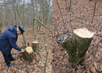 Tăieri ilegale de arbori descoperite în Brătușeni: Nouă arbori tăiați ilegal, autoritățile încep investigațiile