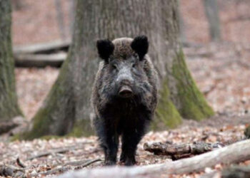 Grup de vânători surprins în flagrant după ce au vânat ilegal un mistreț în raionul Leova