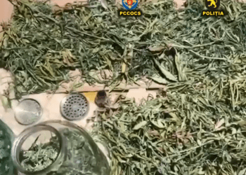 Marijuana de 250.000 lei și echipamente de consum descoperite într-o locuință din Bălți