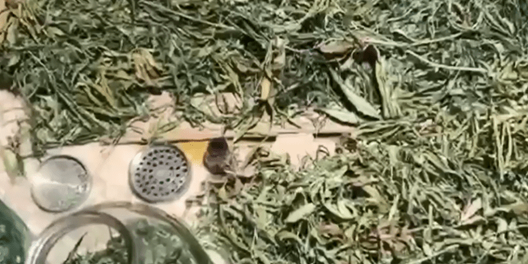 Marijuana de 250.000 lei și echipamente de consum descoperite într-o locuință din Bălți