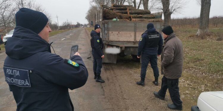 Lemnele din pădure sunt gratuite? Un bărbat din Briceni a fost amendat pentru tăiere ilegală de copaci