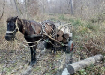 Tragedie la Ocnița: un bărbat a murit după ce a căzut din căruță