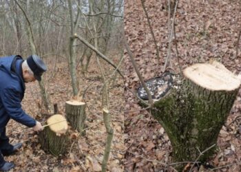 В Единцах зафиксирована незаконная вырубка деревьев: нарушителей ищут