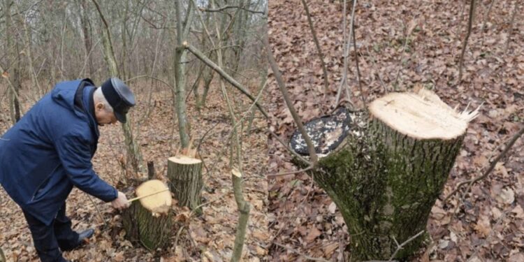 В Единцах зафиксирована незаконная вырубка деревьев: нарушителей ищут