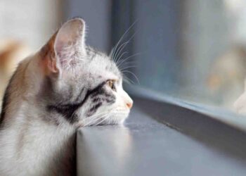 Vremea posomorâtă se menține și astăzi. Câte grade vor fi?