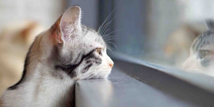 Vremea posomorâtă se menține și astăzi. Câte grade vor fi?