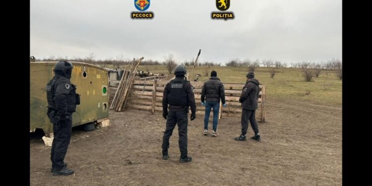 „Rău de plată”. Proprietarul unei ferme, reținut cu mascați, la Florești