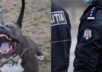 В Кишиневе питбуль наркомана напал на полицейских