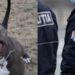 В Кишиневе питбуль наркомана напал на полицейских