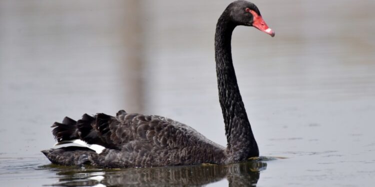 Эксперты назвали возможных «черных лебедей» 2025 года