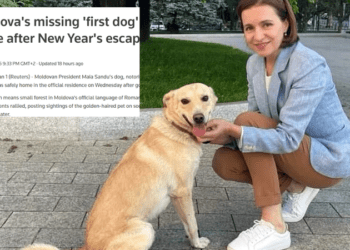 Câinele Maiei Sandu, Codruț, s-a pierdut în noaptea de Revelion și a stârnit o mobilizare în Chișinău