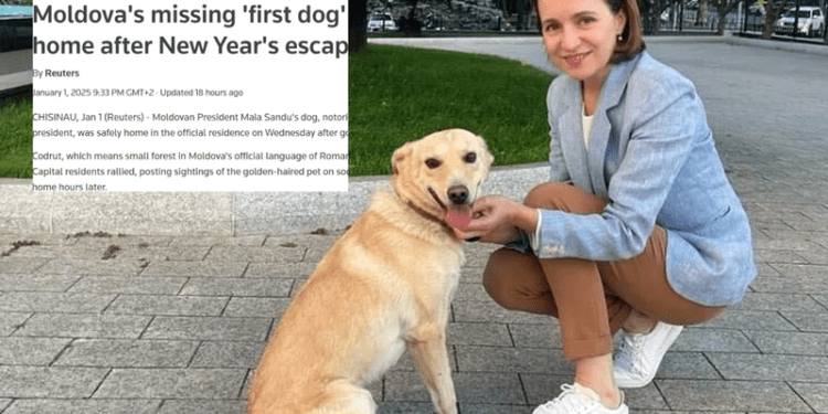 Câinele Maiei Sandu, Codruț, s-a pierdut în noaptea de Revelion și a stârnit o mobilizare în Chișinău