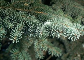 Prognoza meteo pentru 1 ianuarie 2025: Cer variabil și temperaturi de până la 10°C