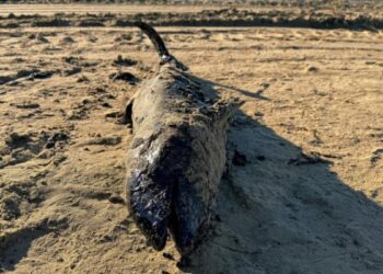 Strâmtoarea Kerci afectată de o deversare de petrol: Mai mult de 30 de delfini morți și un impact ecologic major