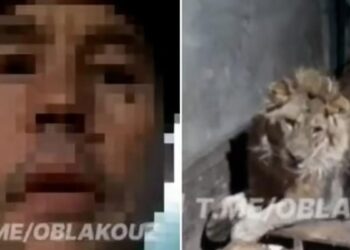 Paznic ucis de lei într-o grădină zoologică din Uzbekistan, în timp ce încerca să-și impresioneze iubita