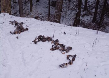 Tragedie în Bulgaria: 591 de cinteze montane au murit din cauza artificiilor de Anul Nou