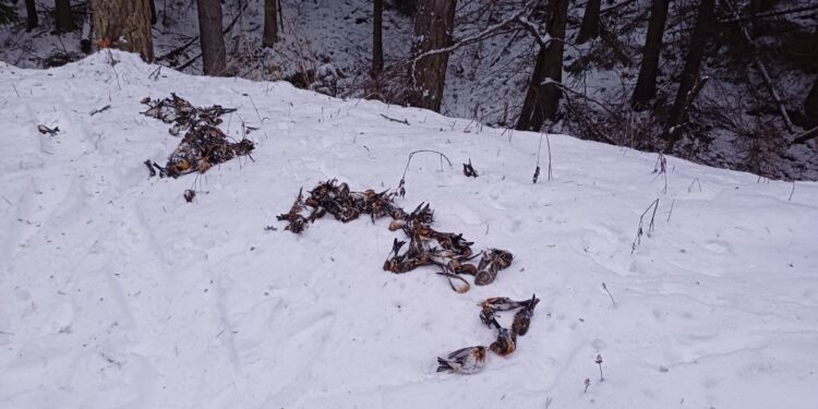 Tragedie în Bulgaria: 591 de cinteze montane au murit din cauza artificiilor de Anul Nou