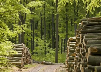 Trafic de influență la Strășeni: Sentință de 300.000 de lei pentru bărbatul care a cerut mită