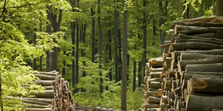 Trafic de influență la Strășeni: Sentință de 300.000 de lei pentru bărbatul care a cerut mită