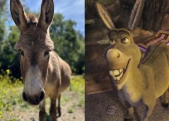 Măgarul Perry, sursa de inspirație pentru Donkey din „Shrek”, a murit la 30 de ani
