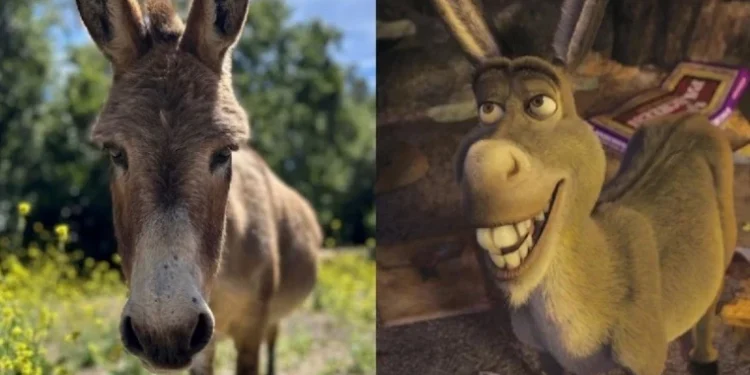 Măgarul Perry, sursa de inspirație pentru Donkey din „Shrek”, a murit la 30 de ani