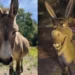 Măgarul Perry, sursa de inspirație pentru Donkey din „Shrek”, a murit la 30 de ani