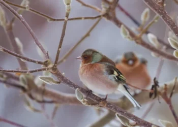 Meteo în Chișinău: Astăzi, frig și cer senin, iar de mâine, creștere ușoară a temperaturilor