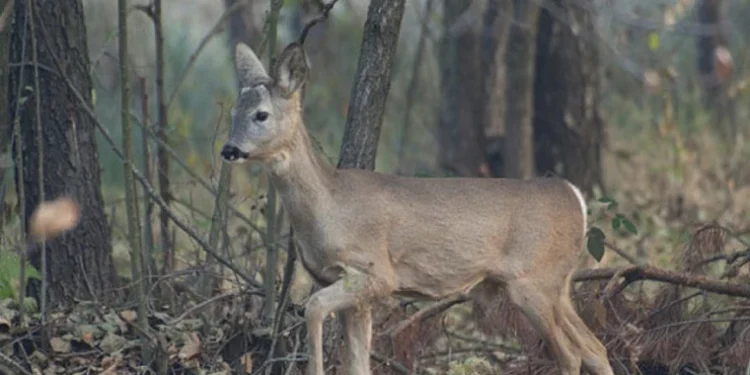 Peste 100 de căprioare surprinse în Rezervația „Plaiul Fagului”