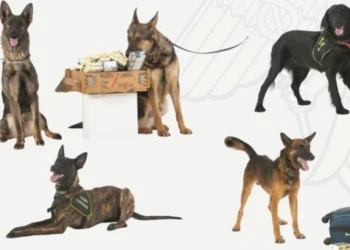 Serviciul Vamal își mărește echipa