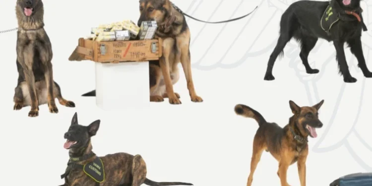 Serviciul Vamal își mărește echipa