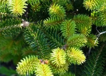 Brazii de la sărbători sînt transformați în îngrășăminte naturale