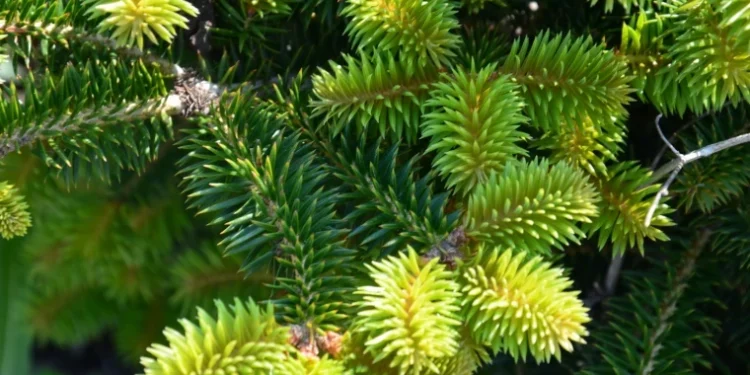 Brazii de la sărbători sînt transformați în îngrășăminte naturale