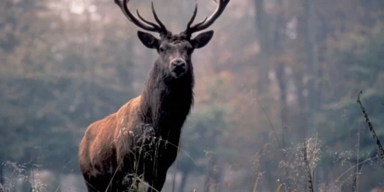 Invazia cerbilor în „Codrii”: Pagube semnificative pentru mediu și recolte