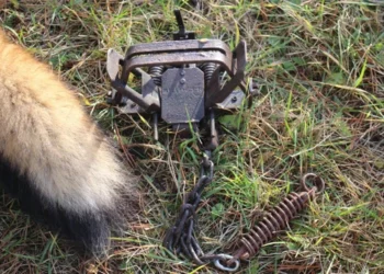 Guvernul interzice utilizarea capcanelor cu pedală pentru capturarea animalelor sălbatice