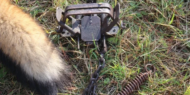 Guvernul interzice utilizarea capcanelor cu pedală pentru capturarea animalelor sălbatice