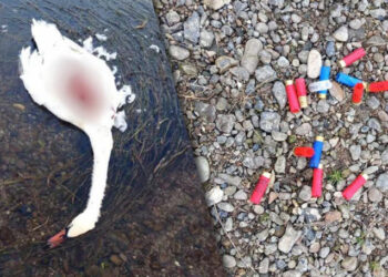 Lebedele împușcate într-un sat din raionul Florești