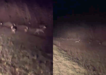 Record rar în sălbăticia Moldovei: Peste 40 de căprioare filmate pe traseul Leușeni