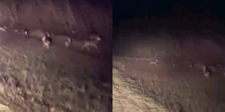Record rar în sălbăticia Moldovei: Peste 40 de căprioare filmate pe traseul Leușeni