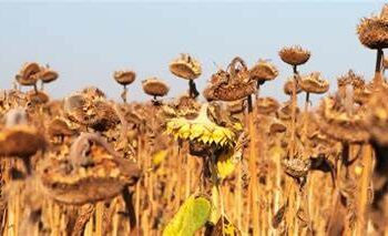 2024 год стал самым жарким в истории наблюдений