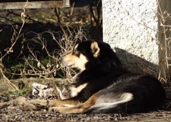 Fetiță mușcată de câine vagabond în Bălți, în drum spre antrenament