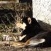 Fetiță mușcată de câine vagabond în Bălți, în drum spre antrenament