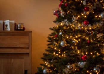 Bradul de Crăciun nu e comestibil! Avertismentul autorităților din Belgia privind consumul acestuia